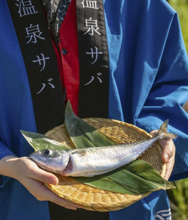 「さかなと」が温泉サバ陸上養殖場で育てたサバ＝埼玉県神川町（同社提供）