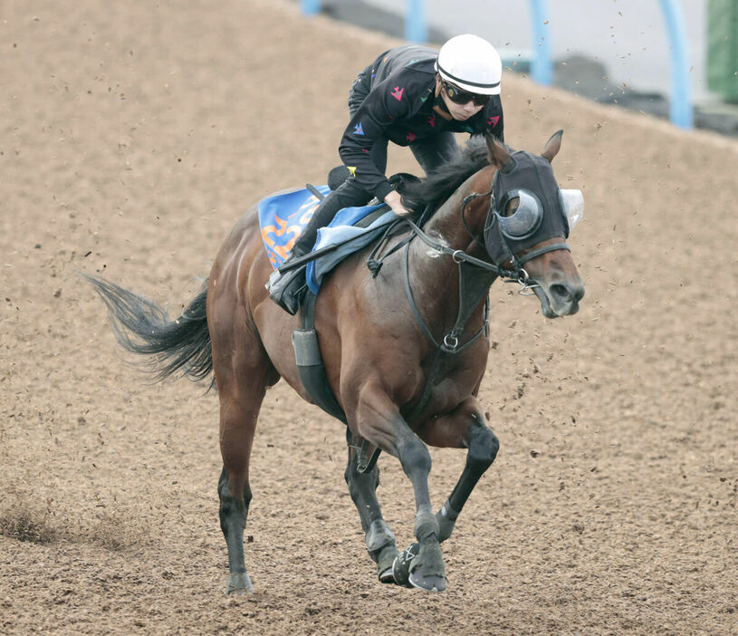 馬トク激走馬に算出されたレッドモンレーヴ（カメラ・荒牧　徹）