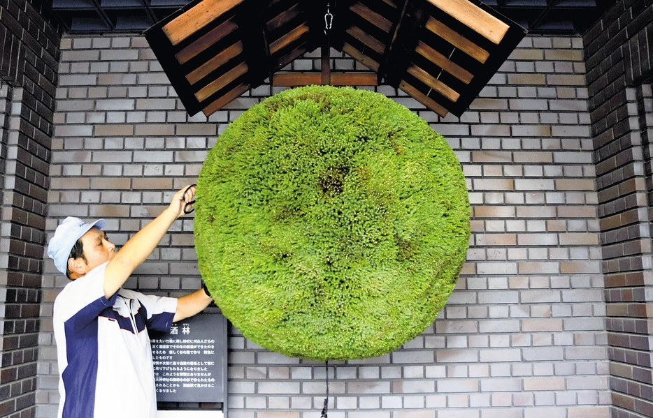 玄関先につるされた酒林（兵庫県西宮市で）