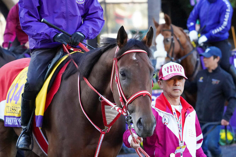 30日朝、パドックのフォーエバーヤング（C）Shamela　Hanley／Eclipse　Sportswire／Breeders　Cup