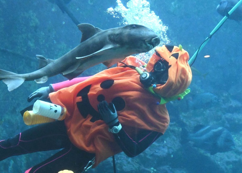 ハロウィーンの衣装をまとったダイバー＝下田市の下田海中水族館