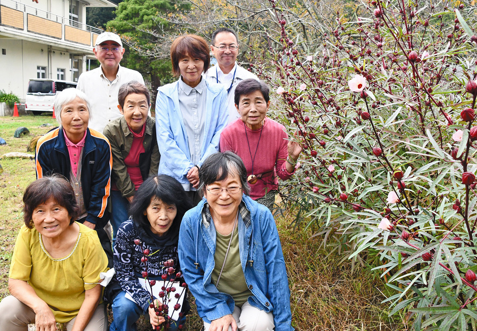 花と実を付けたローゼルと植栽した会員＝鴨川