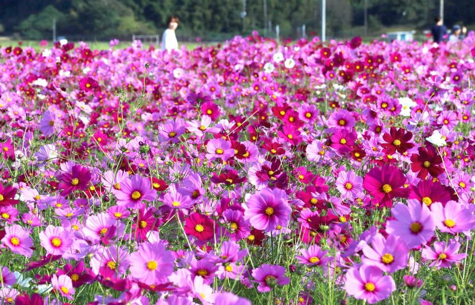 秋風に揺れる満開のコスモス＝たつの市揖保川町馬場