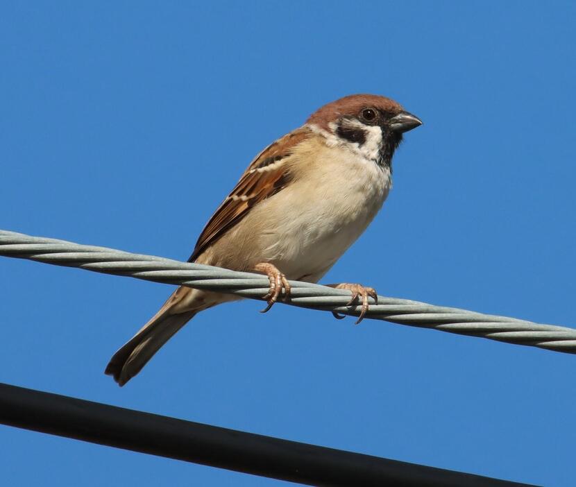 秋晴れを背に、いつものように電線にとまるスズメ。絶滅危惧種入りの可能性が懸念されている。これからも元気でそこにいてほしい＝2024年10月5日午前8時10分、兵庫県丹波篠山市内で