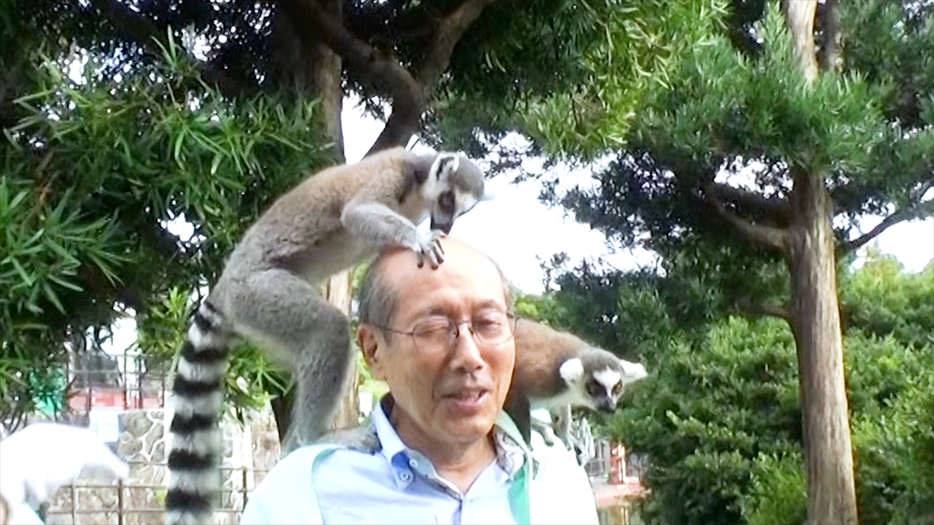 キツネザルと触れ合う桐谷さん