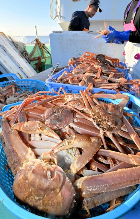 漁船から水揚げされる越前がに。福井県の漁獲可能量が2年連続で拡大された＝2023年11月8日、福井県坂井市三国町の三国漁港