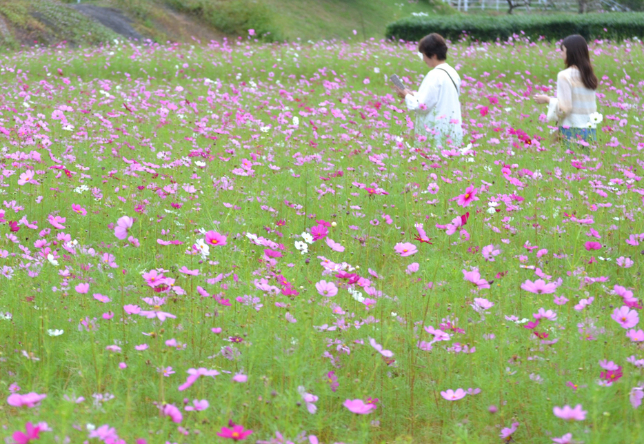 休耕田を使ったコスモス畑を歩く女性＝１６日、静岡県藤枝市