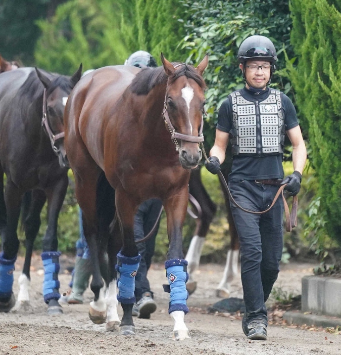 厩舎周りで運動するレーベンスティール（撮影・郡司修）