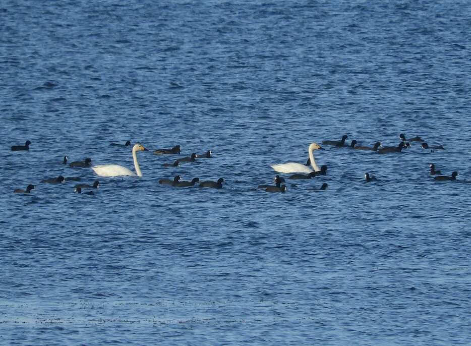 初飛来が確認されたコハクチョウ（湖北野鳥センター提供）