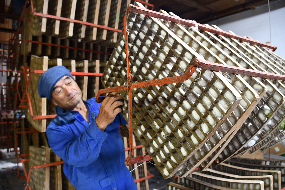 「まぶし」の中で作られる繭＝同