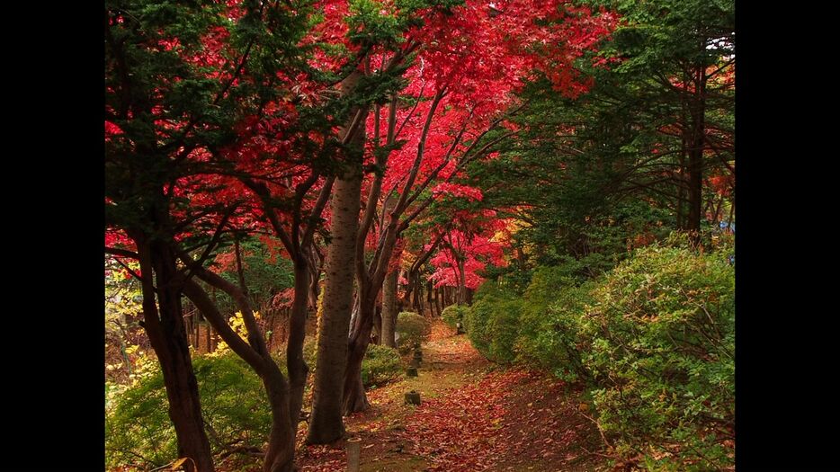 中野植物園の紅葉