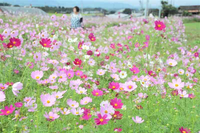 町道沿いに咲き誇るコスモス＝23日、錦町