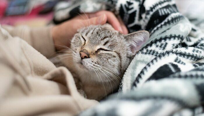 気持ちよさそうな猫