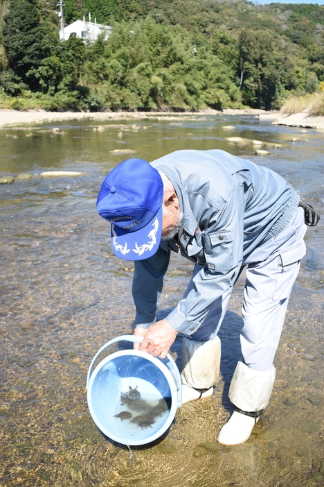 スッポンの子亀を放流する組合員＝岡山県津山市、皿川で