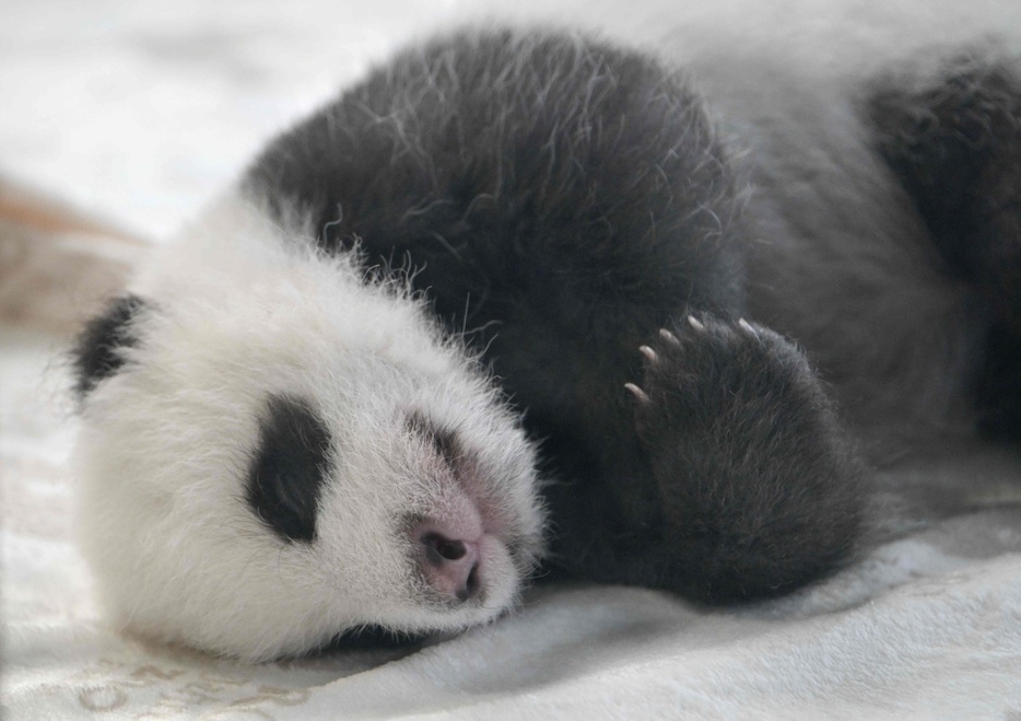 ドイツのベルリン動物園での一般初公開を前に報道陣向けのイベントで公開された赤ちゃんパンダ。8月22日に生まれた双子の1匹（2024年10月15日撮影）。【翻訳編集】 AFPBB News