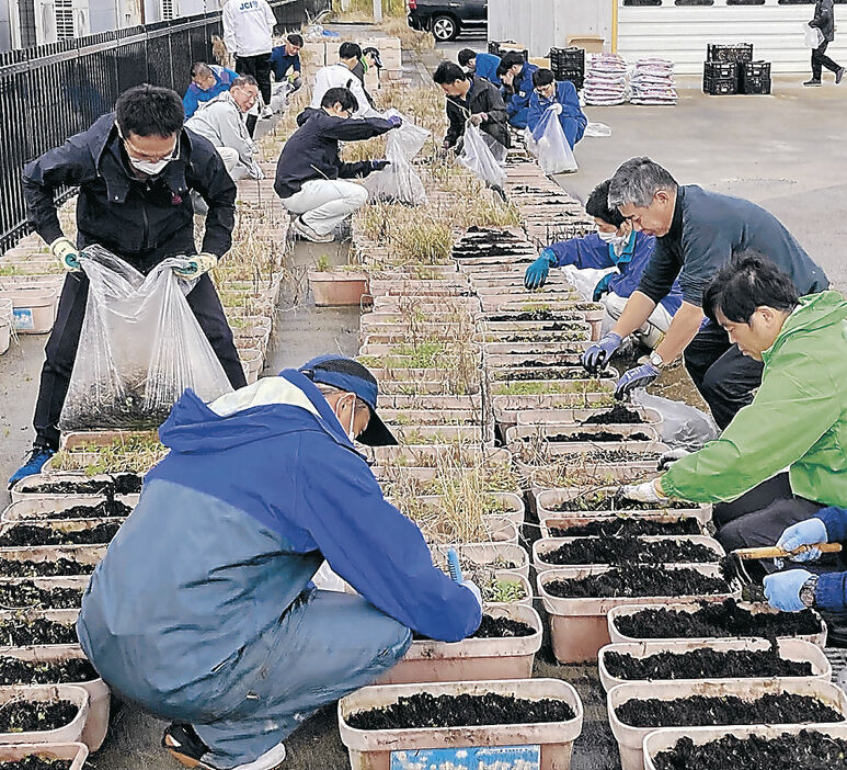 球根を植え込む参加者＝砺波市の国土交通省砺波除雪ステーション