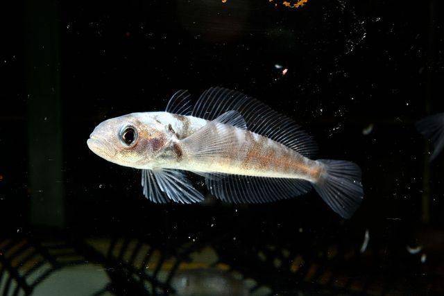 ボウズハゲギス（名古屋港水族館提供）