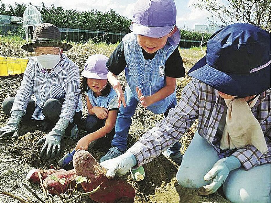 高齢者と一緒に芋掘りを楽しむ園児（和歌山県田辺市秋津町で）