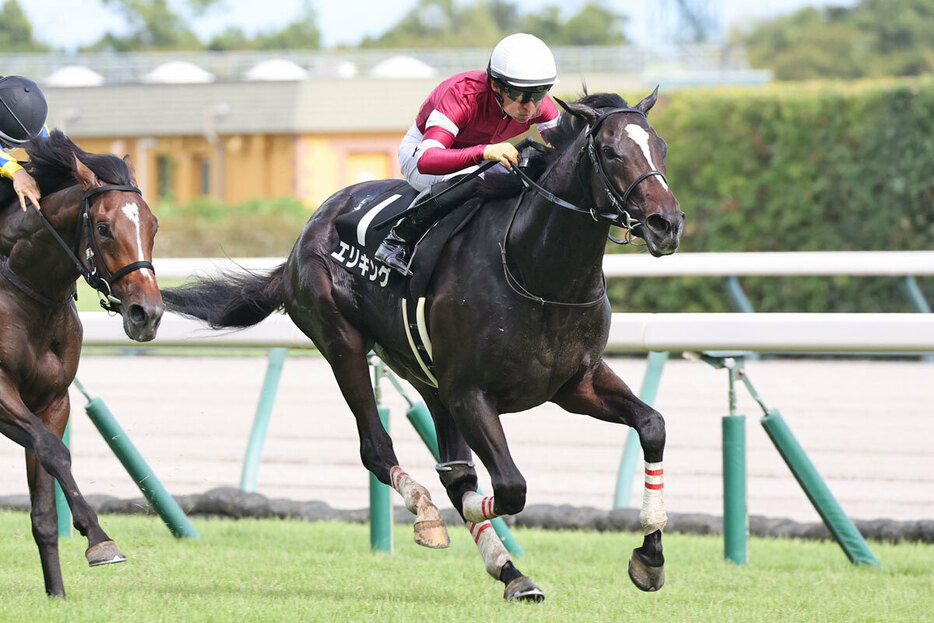 無傷２連勝中のエリキングは京都２歳Ｓへ