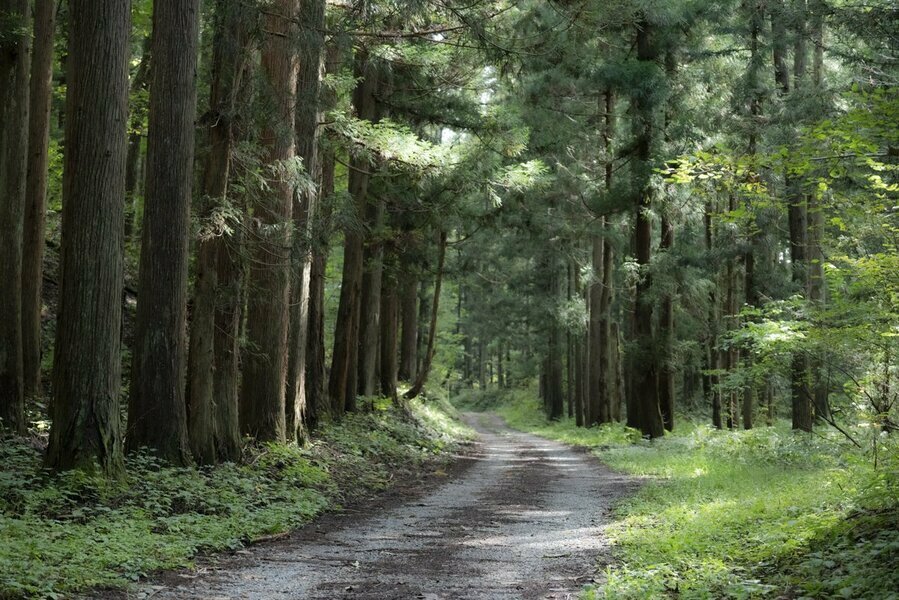 木漏れ日が心地よい道