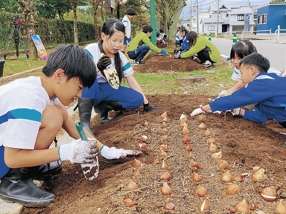 チューリップの球根を植える児童＝砺波市高道