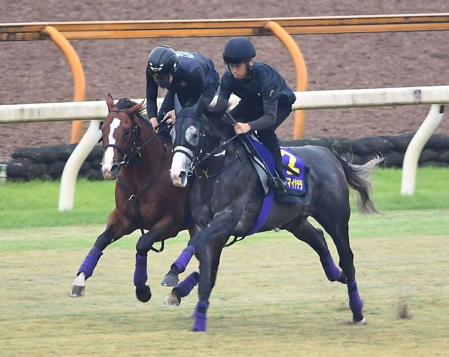 メリオーレム（奥）は僚馬アドマイヤテラと併入した＝栗東トレセン（撮影・岩川晋也）