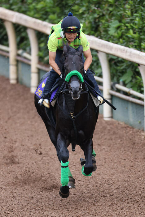 坂路を力強く駆け上がるジャスティンパレス