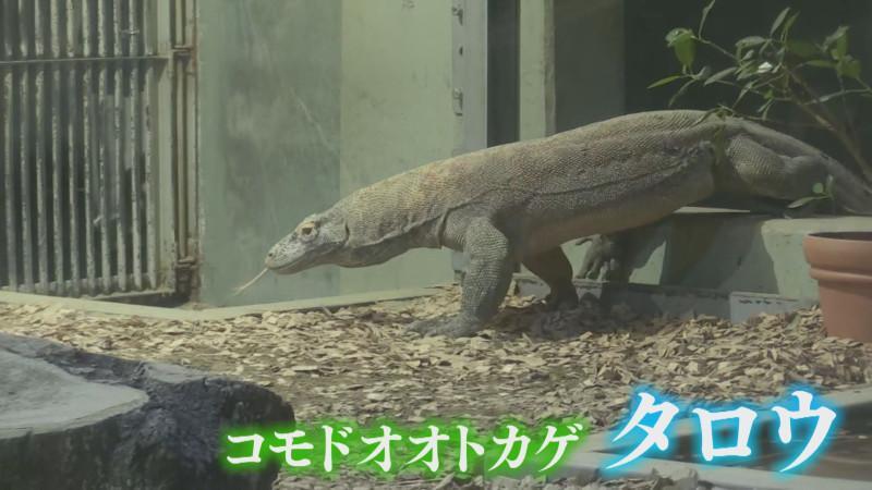 CBCテレビ『花咲かタイムズ』うなずキング