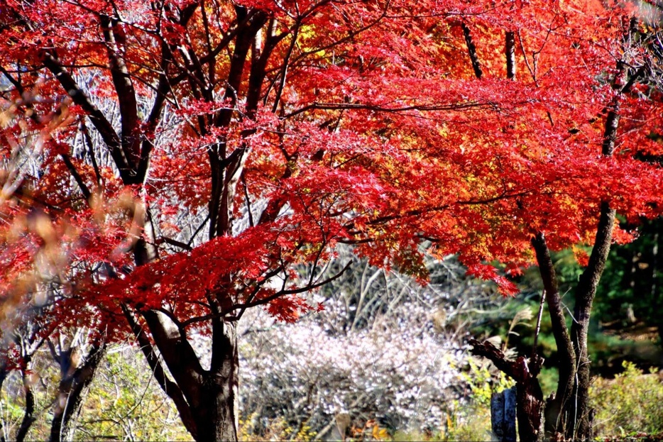 群馬・桜山