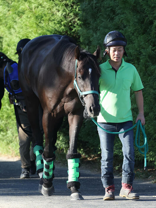 厩舎周りで運動するルガル