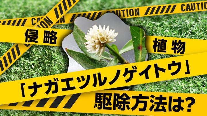 愛媛に広がると大変⁉　侵略植物「ナガエツルノゲイトウ」駆除方法は