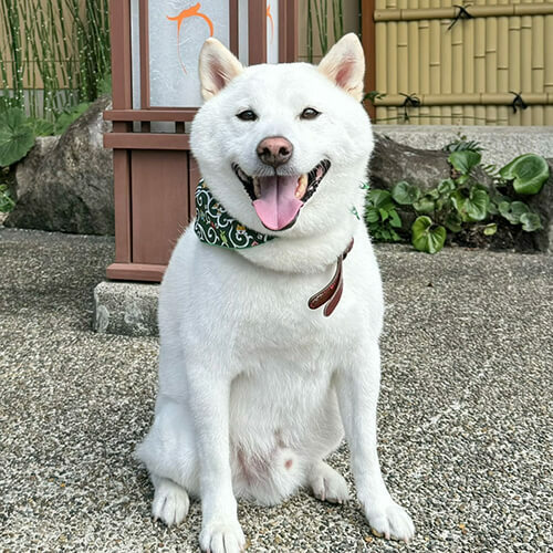 柴犬のまめ太郎