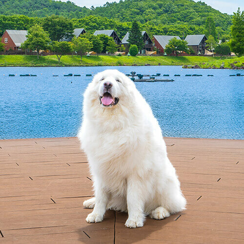 グレートピレニーズのジーナ