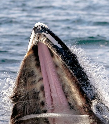 現生のヒゲクジラ類「ザトウクジラ」のヒゲ　photo by gettyimages