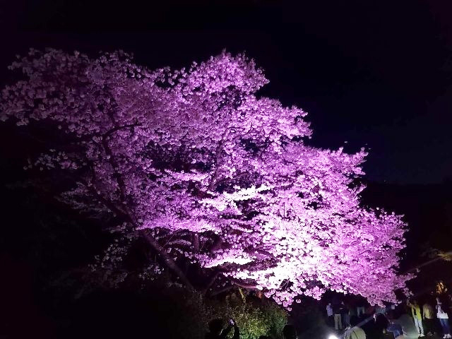 今年4月の弥彦の桜