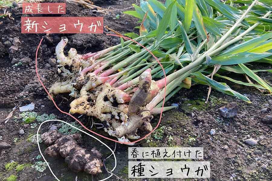 種ショウガから育った新ショウガ【写真：こばやしなつみ】