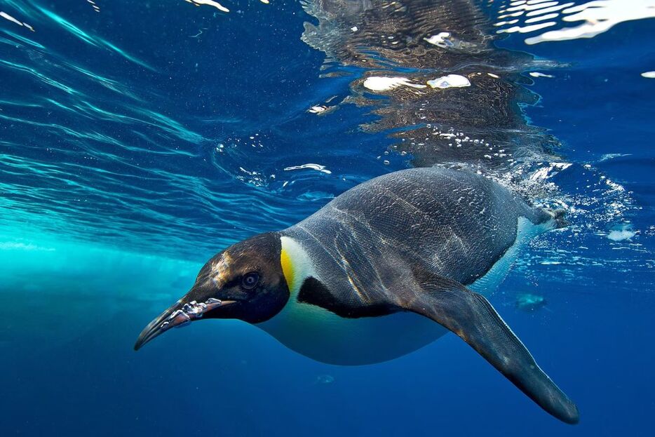 水面直下を泳ぐコウテイペンギン。この飛べない動物は、南極の氷の上と周囲の極寒の海域にすんでいる。（PHOTOGRAPH BY PAUL NICKLEN, NAT GEO IMAGE COLLECTION）