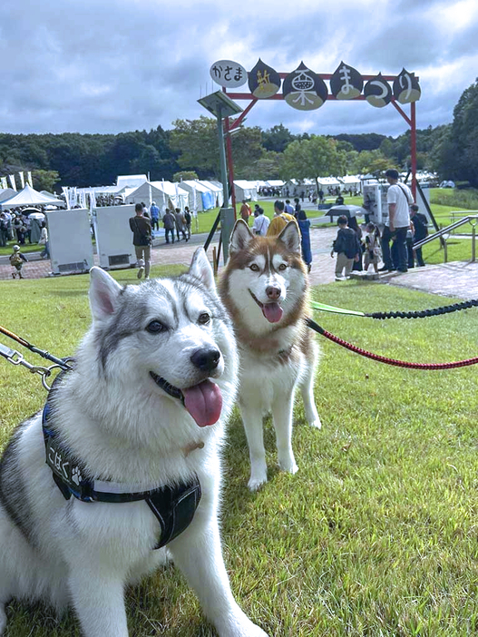 栗祭りへ遊びに来た2匹のハスキー犬【写真提供：レム@シベリアンハスキー（@remchan_0215）さん】