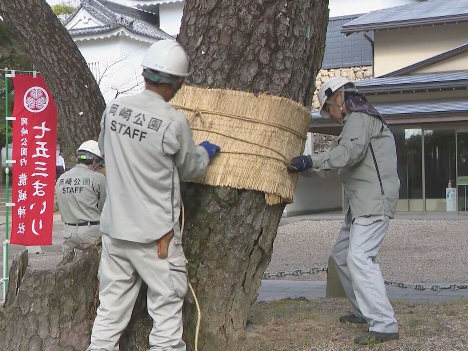 松の害虫を駆除する「こも巻き」 愛知県岡崎市の岡崎公園