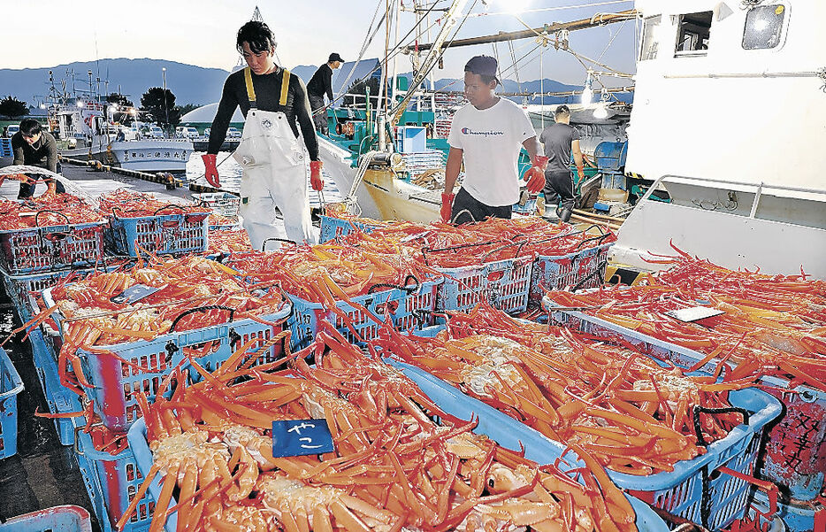 水揚げされたベニズワイガニ＝魚津漁港