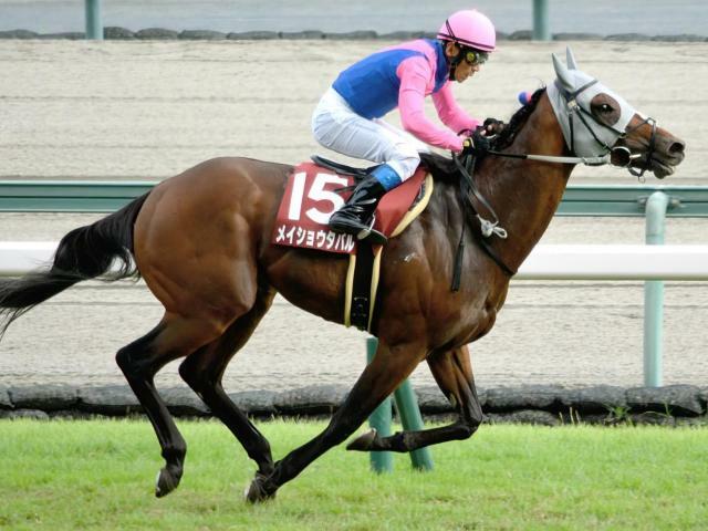 神戸新聞杯を制したメイショウタバル(今年9月撮影、ユーザー提供：GOLD船さん)