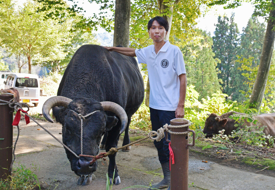 牛と松井富栄さん＝１３日、新潟県長岡市