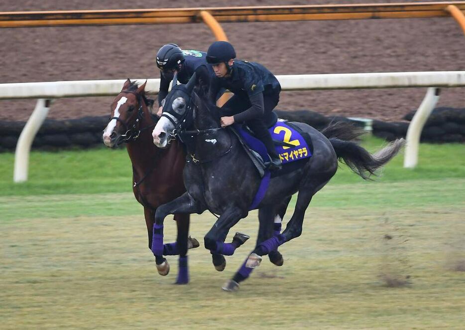 （左から）メリオーレム、アドマイヤテラ＝栗東トレセン（撮影・岩川晋也）