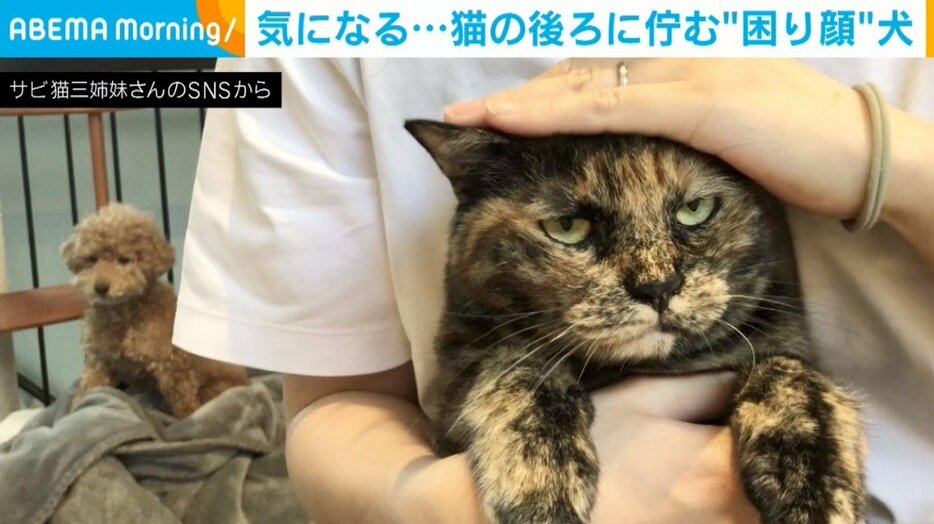 トイプードルのあん子ちゃん（10歳）と猫