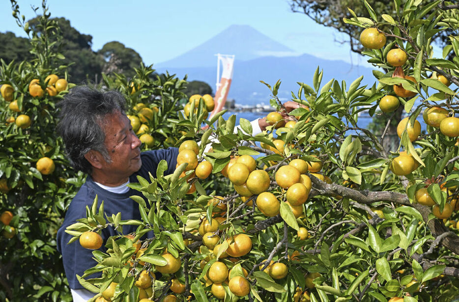 富士山を背に鮮やかに色付いたミカン＝沼津市の木負観光みかん園