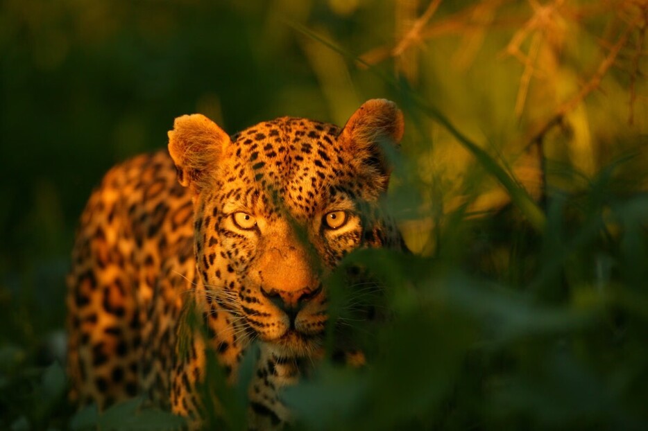 ボツワナのオカバンゴ・デルタで、夕暮れ時に背の高い草むらを歩くヒョウ。ヒョウはアジアとアフリカに生息するが、国際自然保護連合（IUCN）の最新の評価では「危急種」に分類されている。（Photograph By Beverly Joubert）