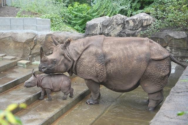 運動場を探索するインドサイの赤ちゃん　画像提供＝（公財）東京動物園協会