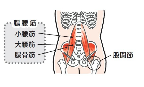 股関節と腸腰筋（イラスト：北村友紀）