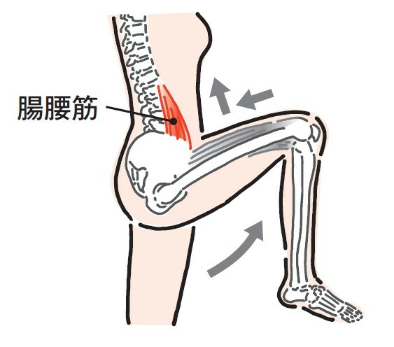 腸腰筋（イラスト：北村友紀）