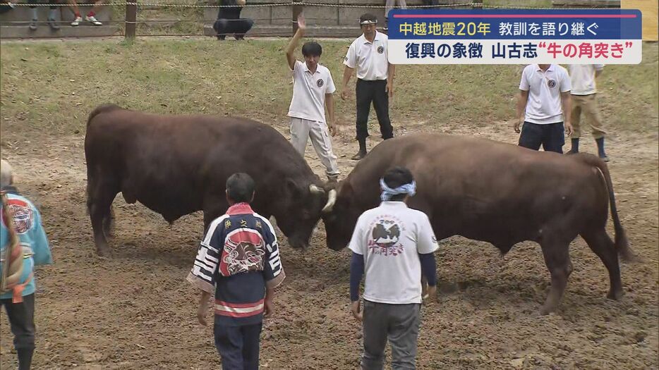 復興の象徴〝牛の角突き〟